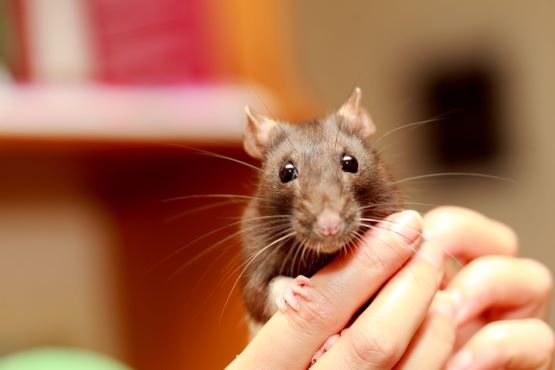 mouse gently held in owner's hands