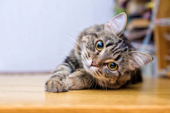 cat laying on hardwood floor ready to play